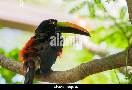 Felice e allegra a collare (aracari Pteroglossus torquatus) toucan è un piccolo membro della famiglia toucan. Foto Stock