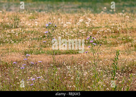 Campo d'oro di secco danelions dietro vivace aestri viola Foto Stock