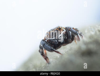 Casa jumping spider su un tessuto di ripresa macro shot. Foto Stock