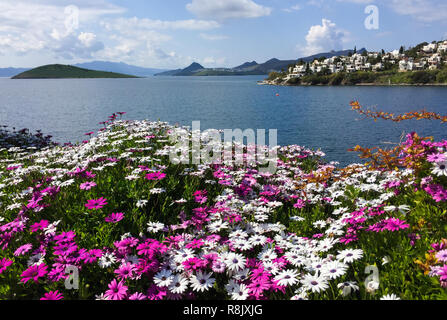 Osteospermum fiori sul Mar Egeo in Turchia. Bella vista sul mare, le isole e le montagne. Foto Stock