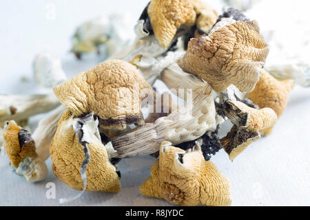 I funghi magici, contenente la sostanza psicoattiva psilocibina Foto Stock