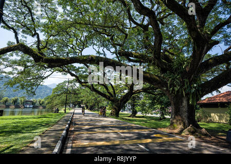 Taiping, Malesia - 22 GIU, 2018: Vecchia betulla con lunghi rami lungo Taiping Giardino del Lago, Taiping, Malesia - Taiping giardini del lago chiamato anche Ta Foto Stock