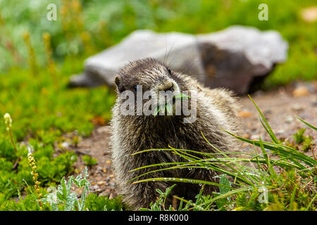 La marmotta felicemente munching erba in un campo Foto Stock