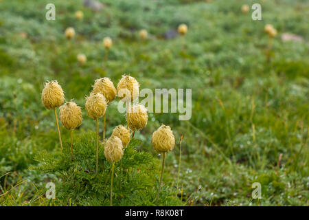 Raggruppamento di "pasque flower seeheads in prato con la nebbia Foto Stock