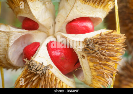 Esotiche di color rosso durian nativo alla giungla di Sabah Borneo Malese. Foto Stock