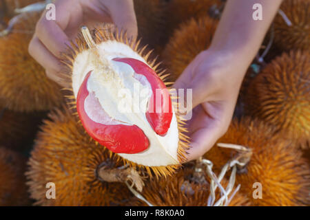 Esotiche di color rosso durian nativo alla giungla di Sabah Borneo Malese. Foto Stock