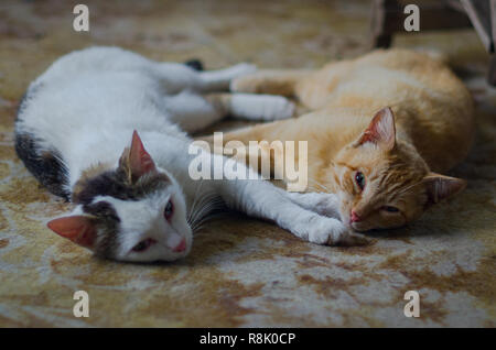 Azienda Agricola gatti di dormire sul portico agriturismo riposo dopo la notte in preda Foto Stock