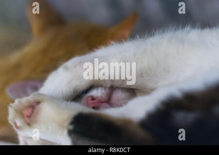 Azienda Agricola gatti di dormire sul portico agriturismo riposo dopo la notte in preda Foto Stock