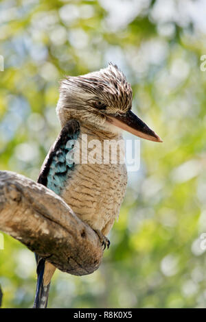 Il Blue Winged kookaburra è seduto in un vecchio albero di gomma Foto Stock