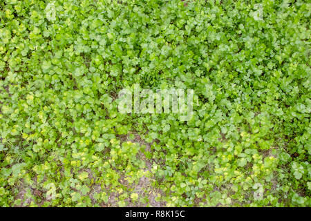 Il coriandolo o di foglie di coriandolo in giardino, comunemente noto come 'dhaniya' in Indian Foto Stock