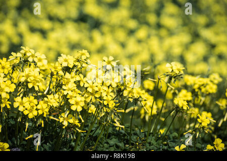 Campi di Bermuda buttercup fiori che crescono intorno alla baia di San Francisco, California Foto Stock