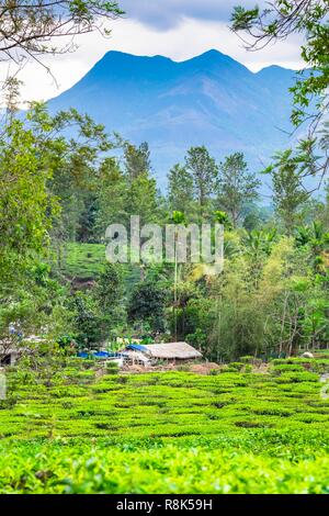 India, stato del Kerala, distretto di Wayanad, le piantagioni di tè intorno a Kalpetta Foto Stock