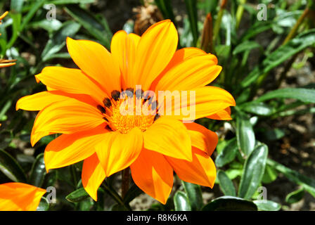 Un clsoe la vista di un Gazania splendens fiore var. Il talento di colore arancione Foto Stock