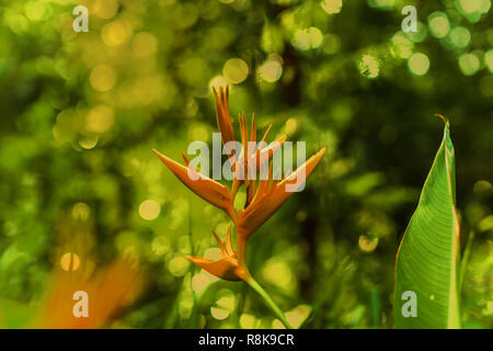 Heliconia psittacorum noto come parrocchetto fiore, becco di pappagallo, il tipo più diffuso di Heliconia nelle Filippine e in Asia qui in un bel sole Foto Stock