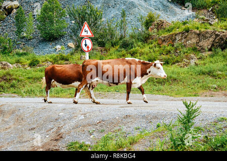 Vacche che attraversa la strada in montagne di Altai in Siberia della Russia Foto Stock