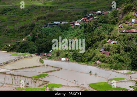 Maligcong terrazze di riso, Bontoc, Provincia di montagna, Luzon, Filippine, Asia Foto Stock