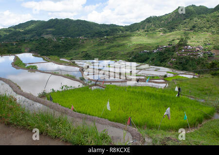 Maligcong terrazze di riso, Bontoc, Provincia di montagna, Luzon, Filippine, Asia Foto Stock