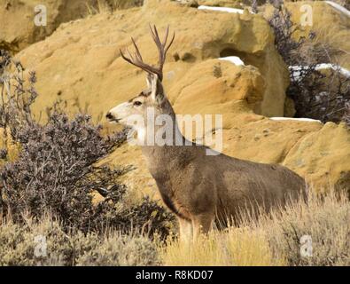 Un toro Mule Deer passeggiate attraverso la gamma invernale a Seedskadee National Wildlife Refuge Dicembre 8, 2018 in Sweetwater County, Wyoming. Foto Stock