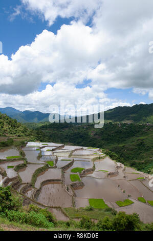 Maligcong terrazze di riso, Bontoc, Provincia di montagna, Luzon, Filippine, Asia Foto Stock