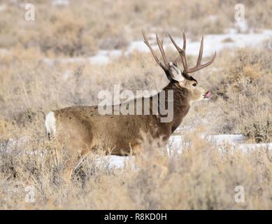 Un toro Mule Deer passeggiate attraverso la gamma invernale a Seedskadee National Wildlife Refuge Dicembre 8, 2018 in Sweetwater County, Wyoming. Foto Stock