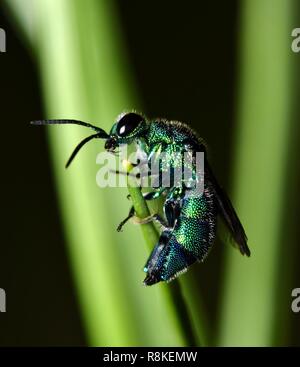 Un piccolo cuculo Wasp dopo essere disturbato dal suo nido di foglia. Essa è stata flightless e non apprezzano di essere disturbato durante la notte mentre cerca di dormire. Foto Stock