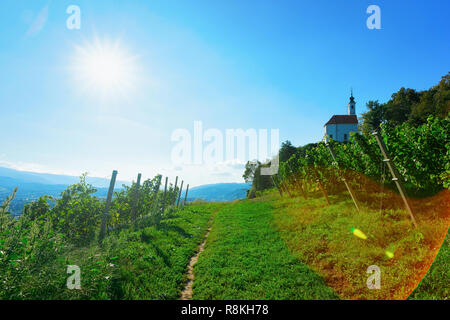 Il percorso da vigneti in collina e sullo skyline della città di Maribor, abbassare la Stiria, in Slovenia Foto Stock