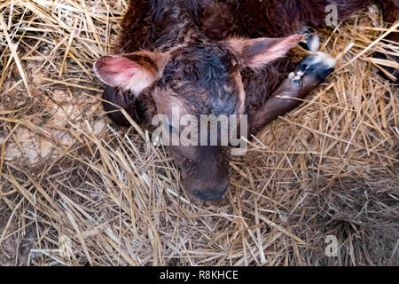 Carino i giovani vitelli risiede nella paglia e guarda alert Foto Stock