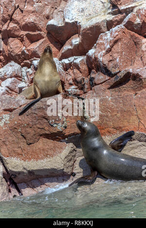 I leoni di mare sulle isole di Paracas in Perù Foto Stock