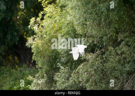 La Romania, Dobruja, il Delta del Danubio la seconda più grande del delta del fiume in Europa, Crested Garzetta (Egretta garzetta) Foto Stock