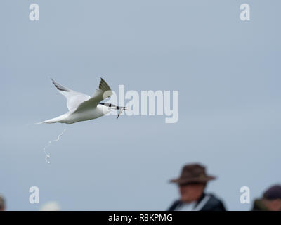 Artic Tern tornando a farne interno isole con i cicerelli Deficating. Foto Stock