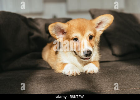 Carino welsh corgi cucciolo seduto sul divano di casa Foto Stock