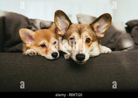 Ritratto di due adorabili welsh corgi cani posa sul divano di casa Foto Stock