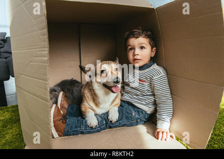 Carino piccolo ragazzo con corgi adorabili e british longhair cat seduto in una scatola di cartone Foto Stock