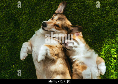 Vista dall'alto di due adorabili welsh corgi cani posa sul prato verde Foto Stock