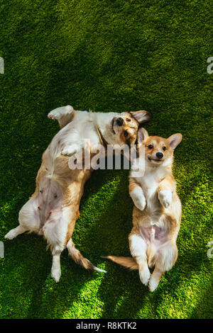 Vista dall'alto di due adorabili welsh corgi cani posa sul prato verde Foto Stock