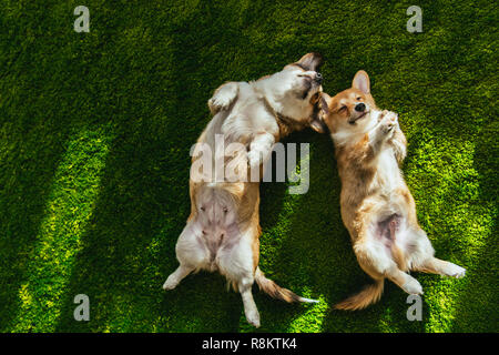 Vista dall'alto di due welsh corgi cani posa sul prato verde Foto Stock