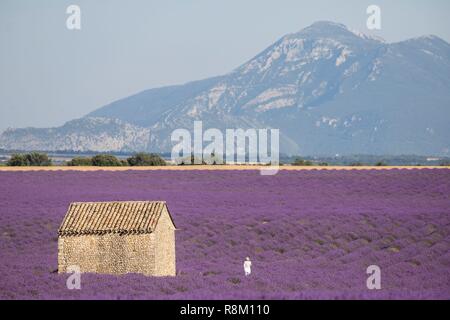 Francia, Alpes de Haute Provence, Verdon Parco Naturale Regionale, Puimoisson, cottage in pietra e il turista nel mezzo di un campo di lavanda (lavandina) sul Plateau de Valensole Foto Stock