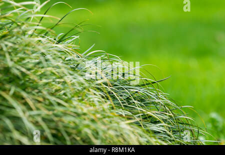 Close-up di molte lame di erba che si muovono nel vento. Foto Stock