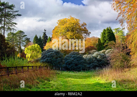 Un autunno vista di Westonbirt Arboretum in Cotswolds, Inghilterra. Foto Stock