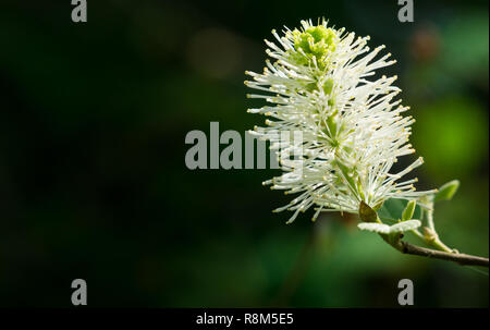 Close-up di fioritura nana bianca (fothergilla Fothergilla gardenii) in primavera. Foto Stock