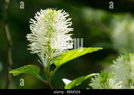 Close-up di fioritura nana bianca (fothergilla Fothergilla gardenii) in primavera. Foto Stock