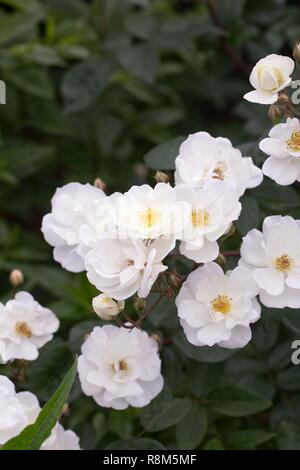 Rosa 'Moonlight' Fiori. Foto Stock