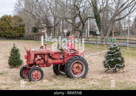 Tre scheletri, uno vestito come Santa e la guida di un vecchio trattore rosso e due altri vestiti come folletti della decorazione di alberi di Natale in un campo. Foto Stock