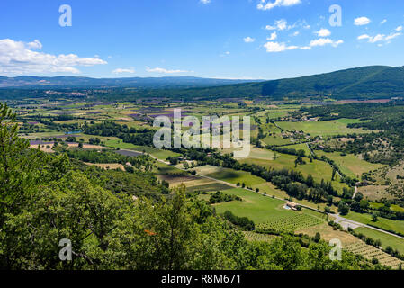 Campi di lavanda, vicino Saukt, Provenza, Francia Foto Stock