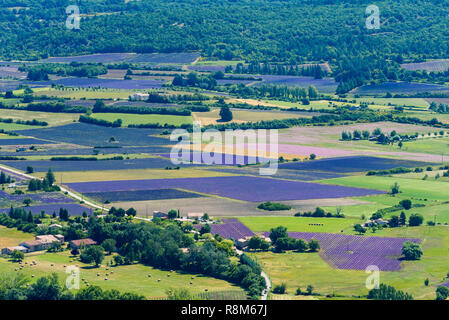 Campi di lavanda, vicino Saukt, Provenza, Francia Foto Stock