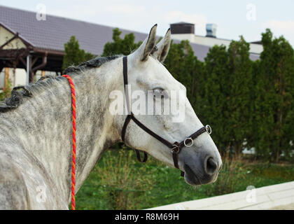 Colline punteggiano il grigio-cavalli andalusi ritratto Foto Stock