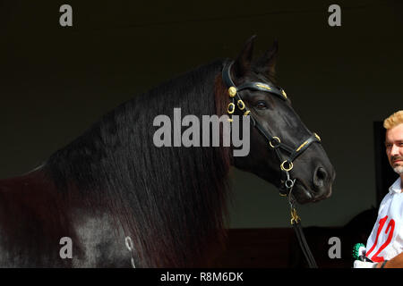 Barocco nero cavallo nel buio interno stabile Foto Stock