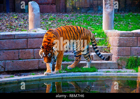 Grande tiger vicino al laghetto, autunno, Spagna Foto Stock