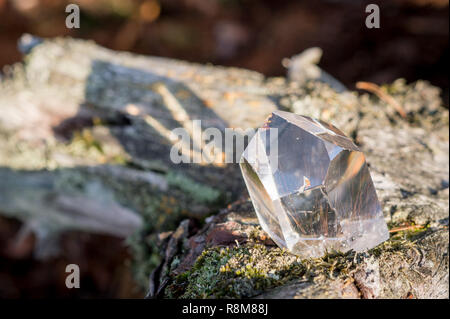 In cristallo trasparente di gemme di quarzo in piedi su un albero nella foresta Foto Stock