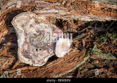 Grande pezzo di legno pietrificato posa su un vecchio albero nella foresta Foto Stock